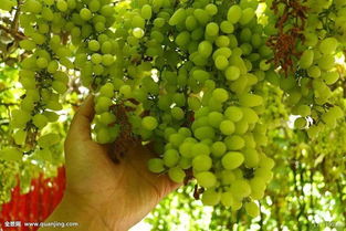 農(nóng)林牧漁行業(yè)2018年度策略報(bào)告 品種換代利好大型種企，生豬養(yǎng)殖有望繼續(xù)盈利