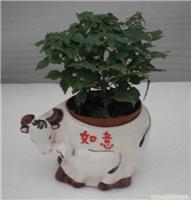 上海幸福樹(shù)植物租賃服務(wù) 價(jià)格、圖片與詳情一覽