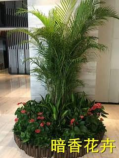 杭州綠化新風(fēng)尚 植物、花卉租賃引領(lǐng)環(huán)保與美觀生活