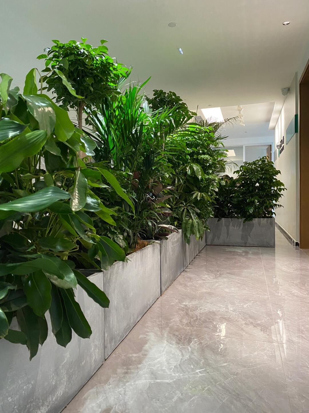 綠意空間，靈動(dòng)隔斷 專業(yè)植物租賃與造景服務(wù)打造辦公新生態(tài)