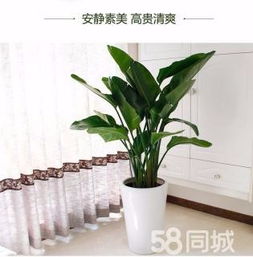綠植租賃、花卉租擺與小區(qū)園林綠化 設(shè)計(jì)、施工與養(yǎng)護(hù)一體化服務(wù)