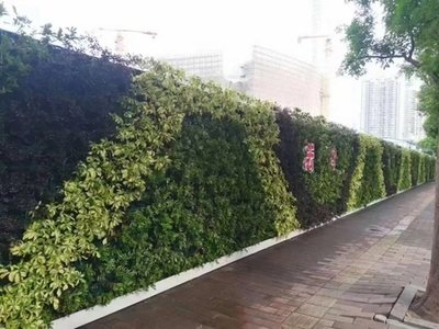 廣州成茂園林綠化 專業(yè)植物租賃與養(yǎng)護(hù)，打造綠色辦公空間