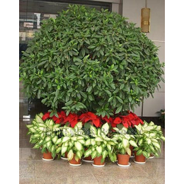 節(jié)日綠化植物出租 洪山夢(mèng)菲園藝——專業(yè)盆景租賃與養(yǎng)護(hù)服務(wù)