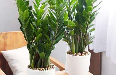 南昌花卉租賃指南 專業(yè)公司、價格解析與貼心養(yǎng)護(hù)服務(wù)